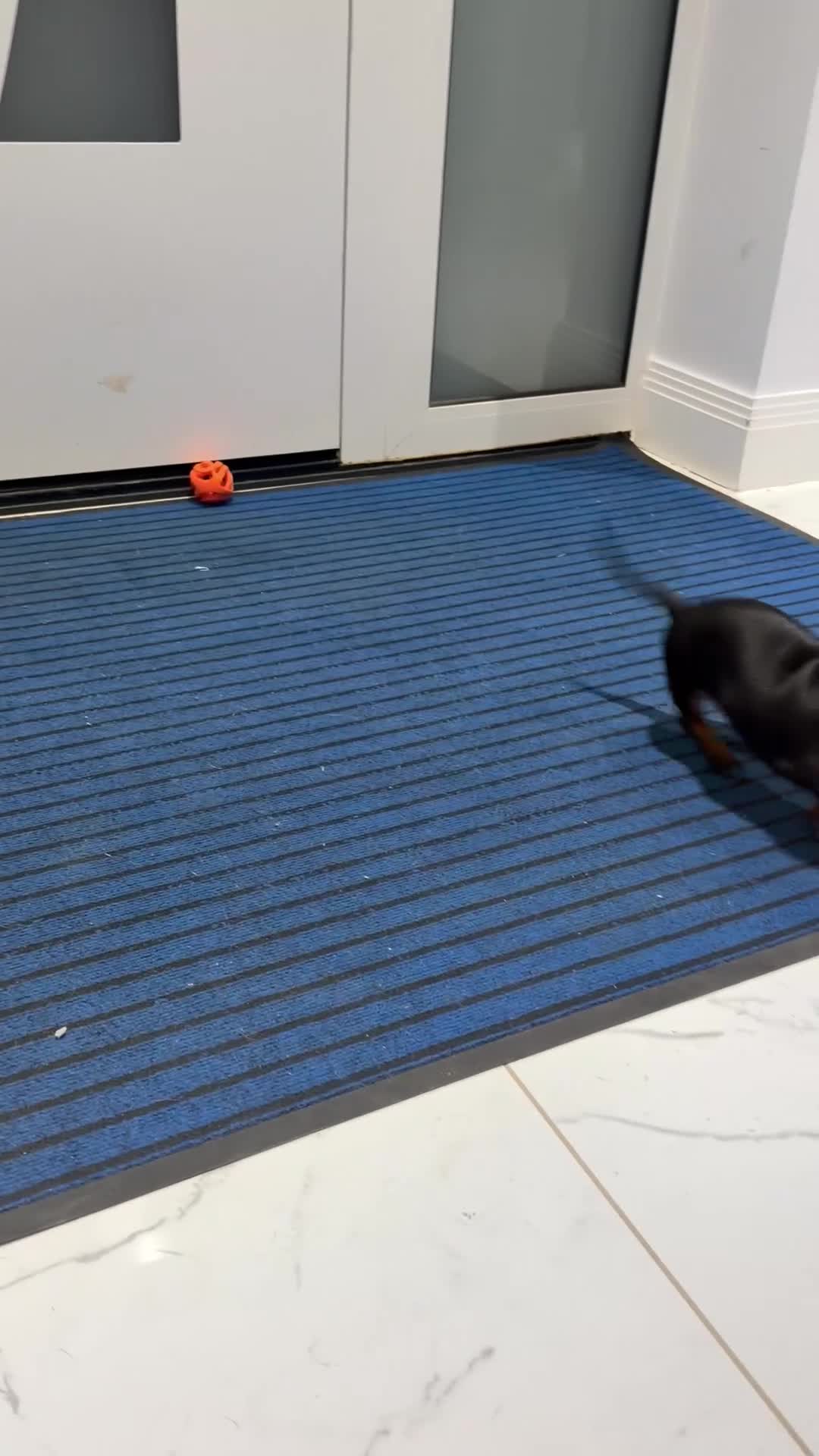 Miniature Dachshund dogs for sale: Miniature dachshund puppies - Video 3