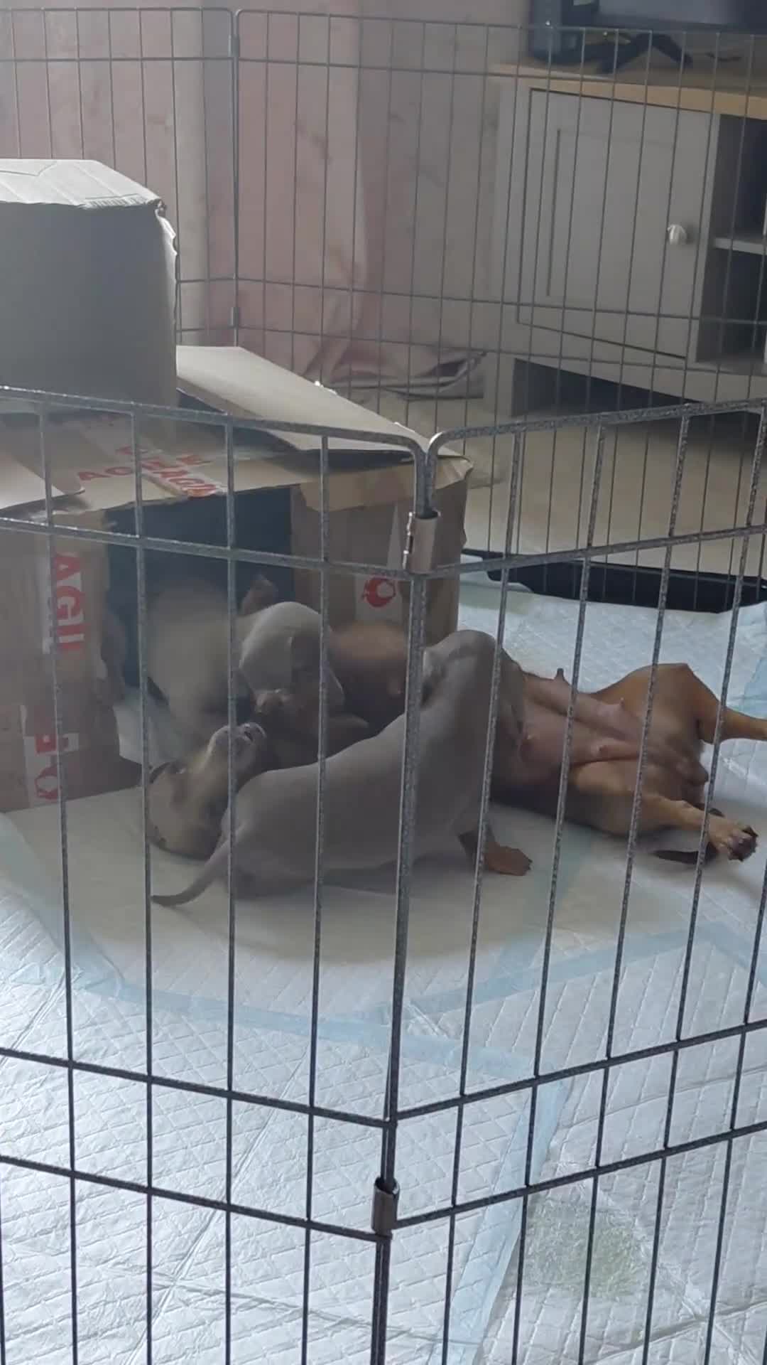Dachshund dogs for sale: KC Registered Isabella & Tan Dachshund Puppies - Video 1