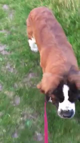 Saint Bernard Puppies for sale Pets4Homes