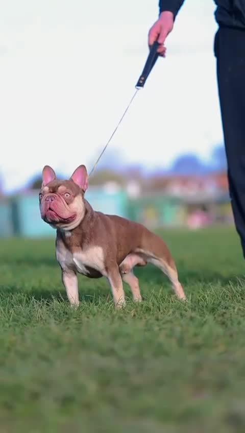 French Bulldog dogs for sale: Rojo and tan - Video 1