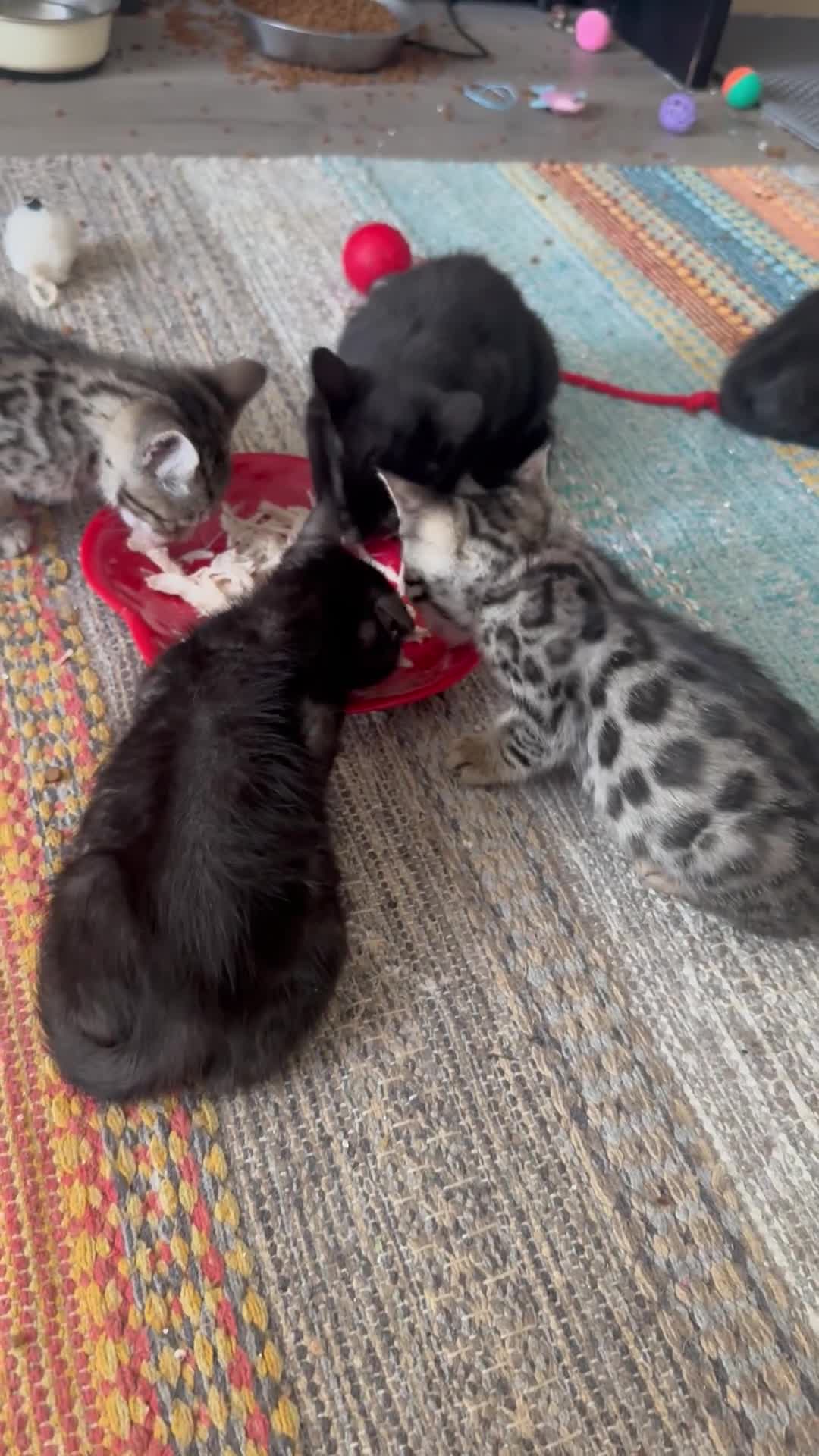 Bengal cats for sale: 9 weeks old bengal kitens - Video 4