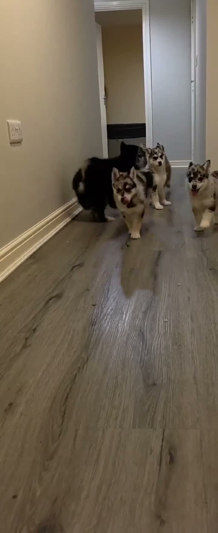 Pomsky dogs for sale: Pomsky Puppies  in Ormskirk - Video 2
