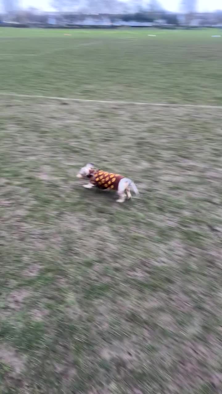 Miniature Dachshund dogs for sale: Milo  - Video 2