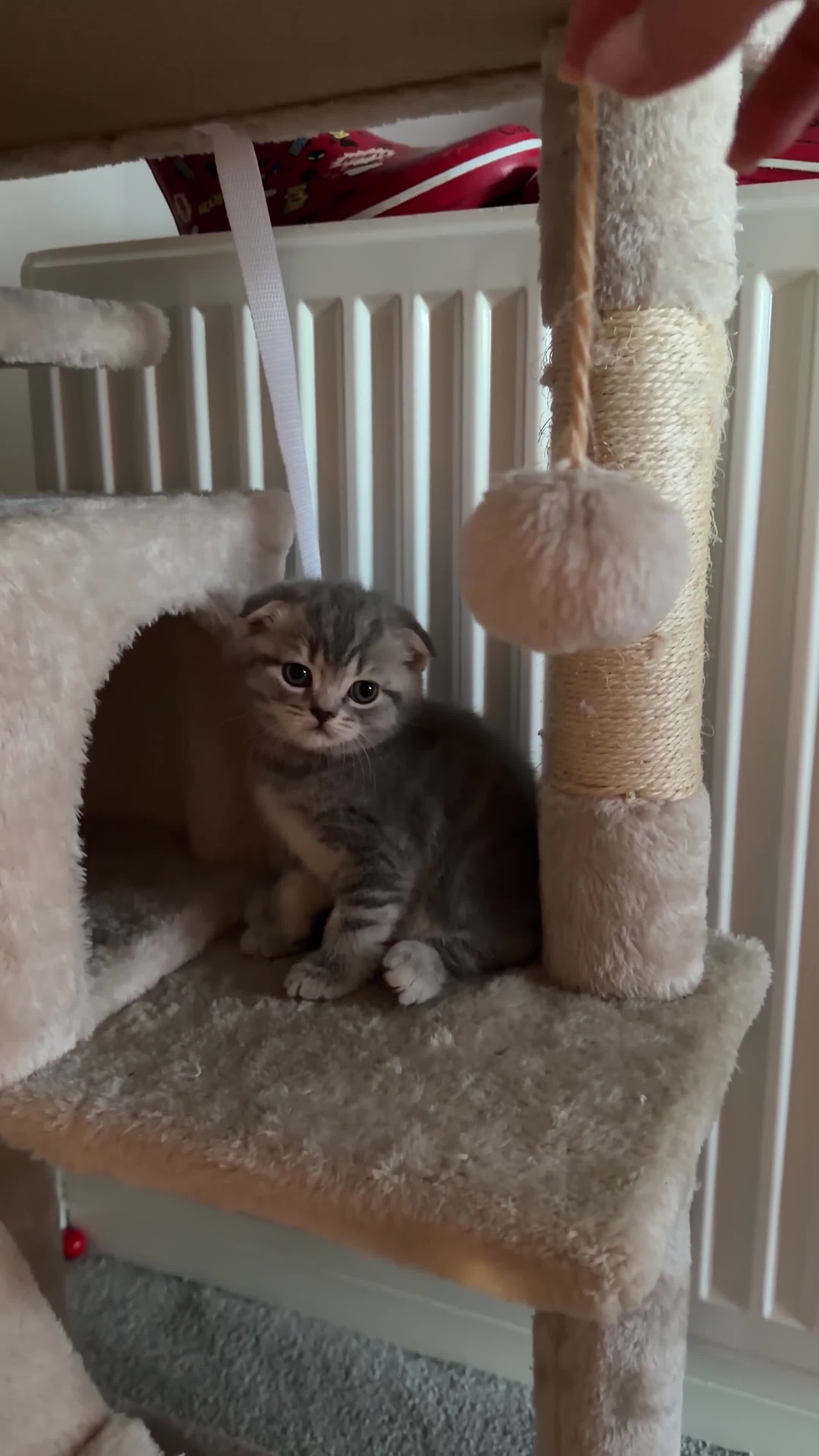 British Shorthair cats for sale: Scottish Shorthair and British Shorthair  - Video 1