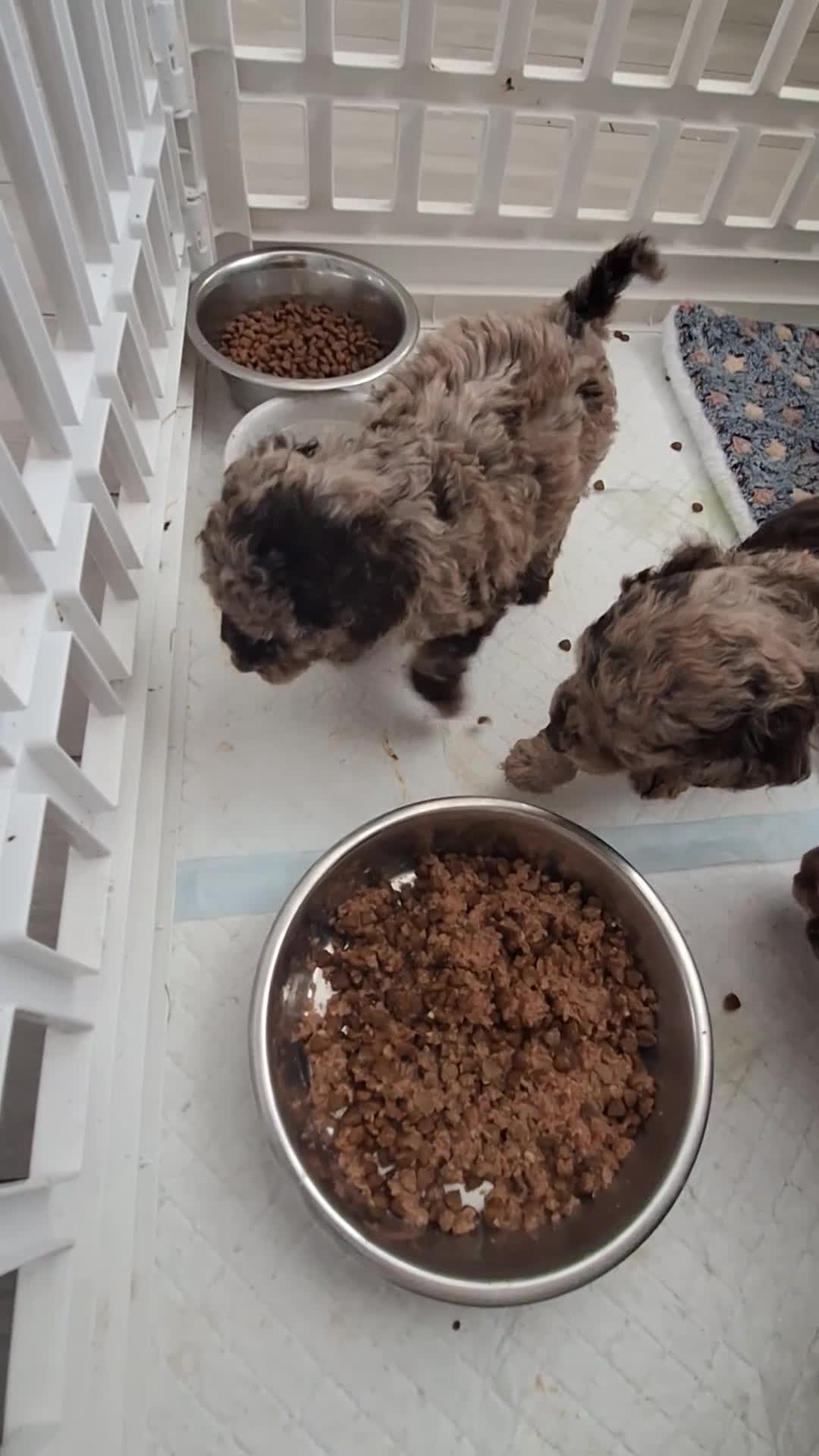 Toy Poodle dogs for sale: SUPERB TINY TOY POODLES - Video 1
