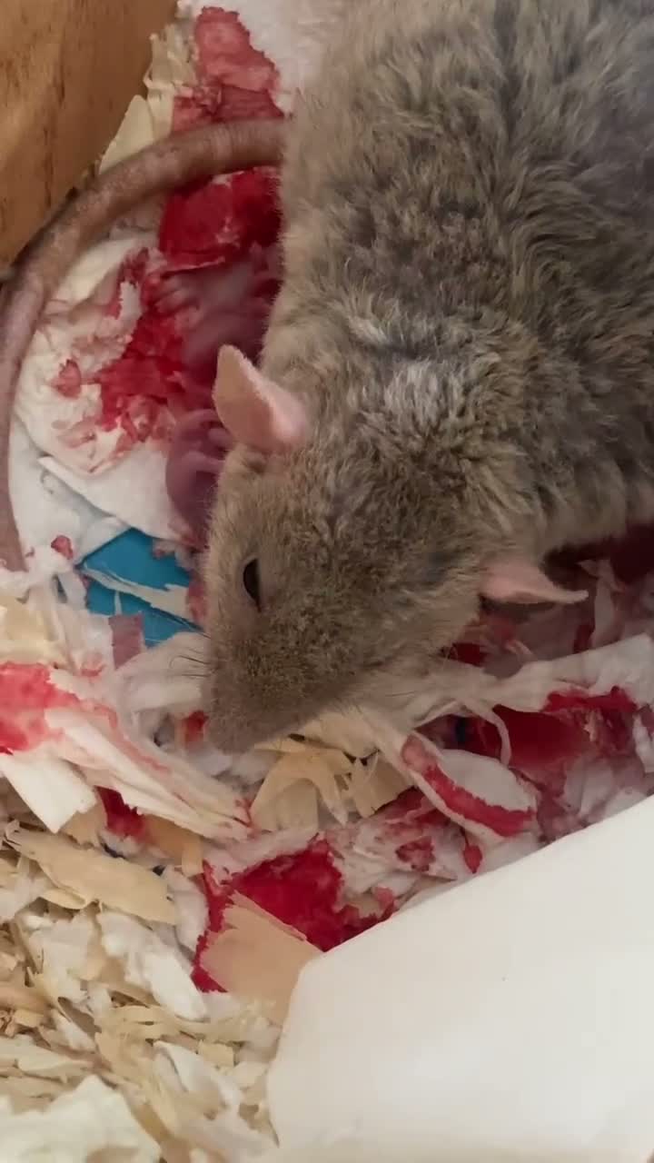 Rat rodents for sale: Baby Rats - Siamese x Russian Blue Double Rex in Woking - Video 1