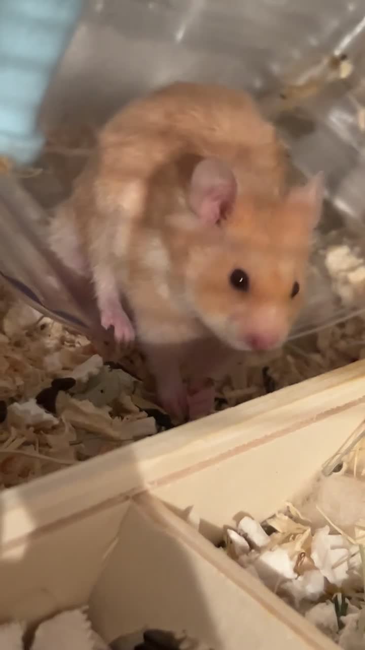 Hamster rodents for sale: Golden Syrian Hamster- Price includes everything! - Video 1