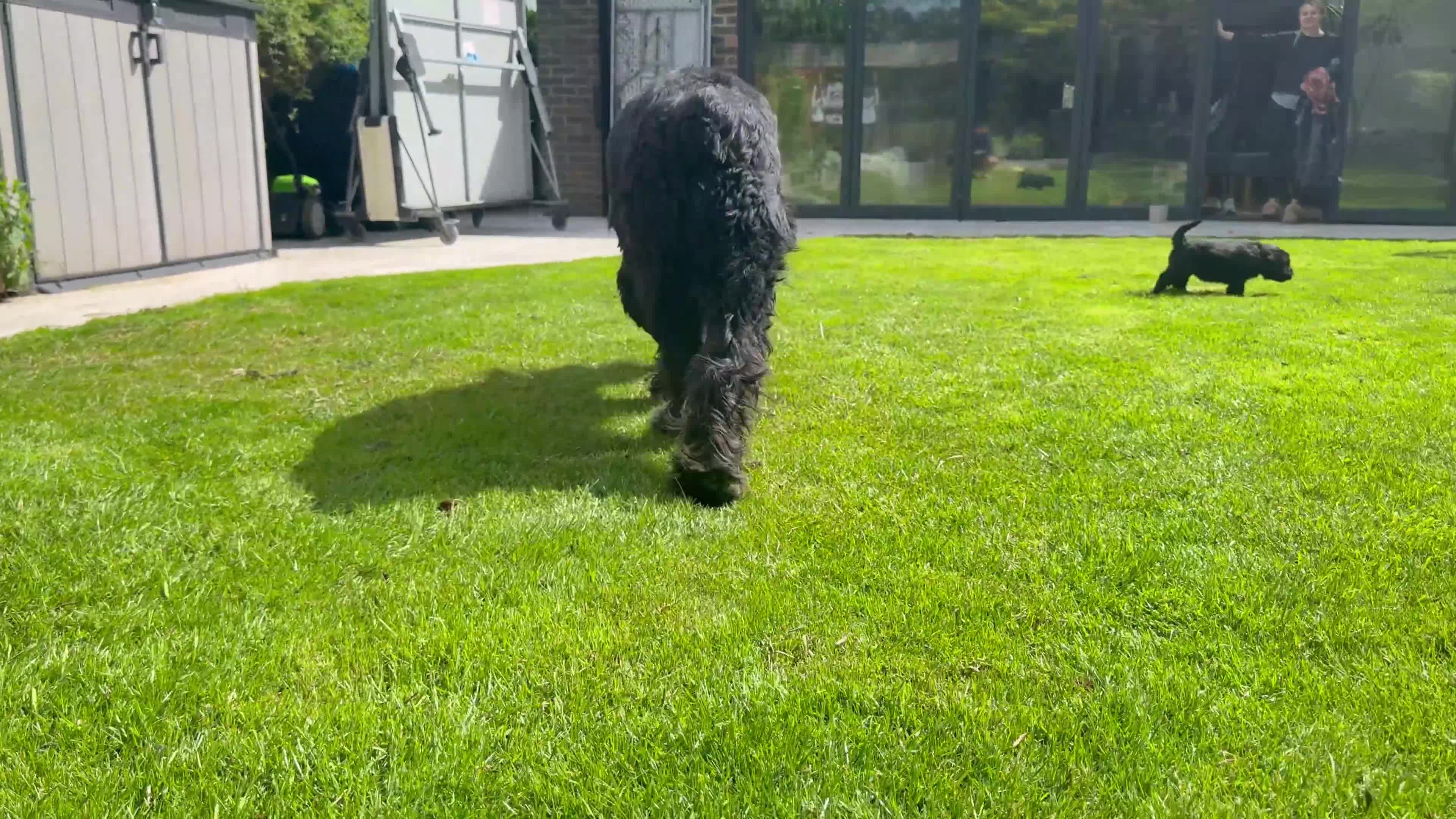 Giant Schnauzer dogs for sale: KC Registered Giant Schnauzer Puppies - Video 2