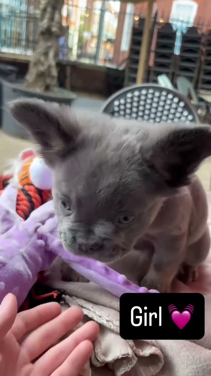 French Bulldog dogs for sale: Ready to leave fluffy French bulldog pups🐾🐶 - Video 1