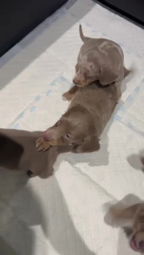 Miniature Dachshund dogs for sale: Mini dachshunds - Video 2