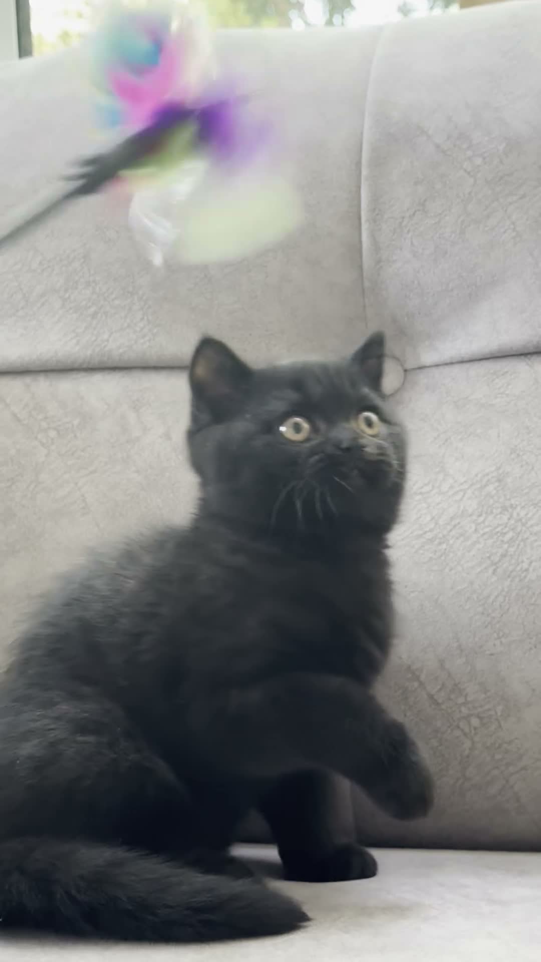 British Shorthair cats for sale: British Shorthair kittens - Video 2