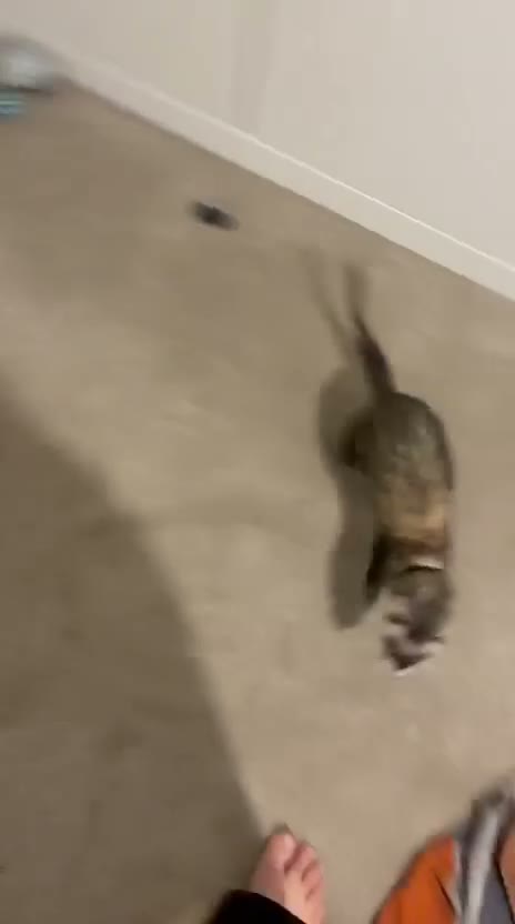 Ferret rodents for sale: Two Friendly Male Ferrets with Cage & Toys - Video 4