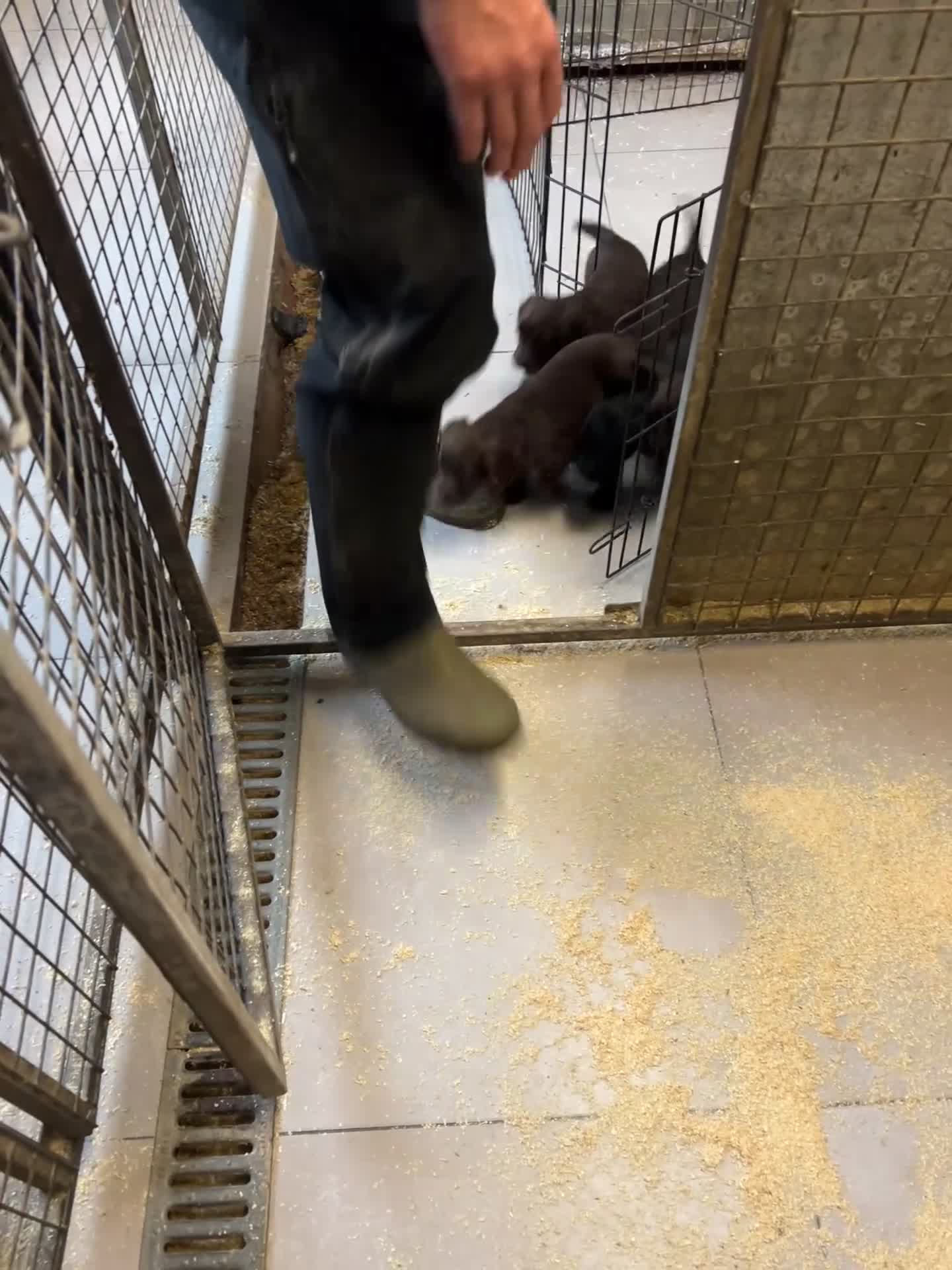 Cocker Spaniel dogs for sale: Cocker Spaniel - Video 1