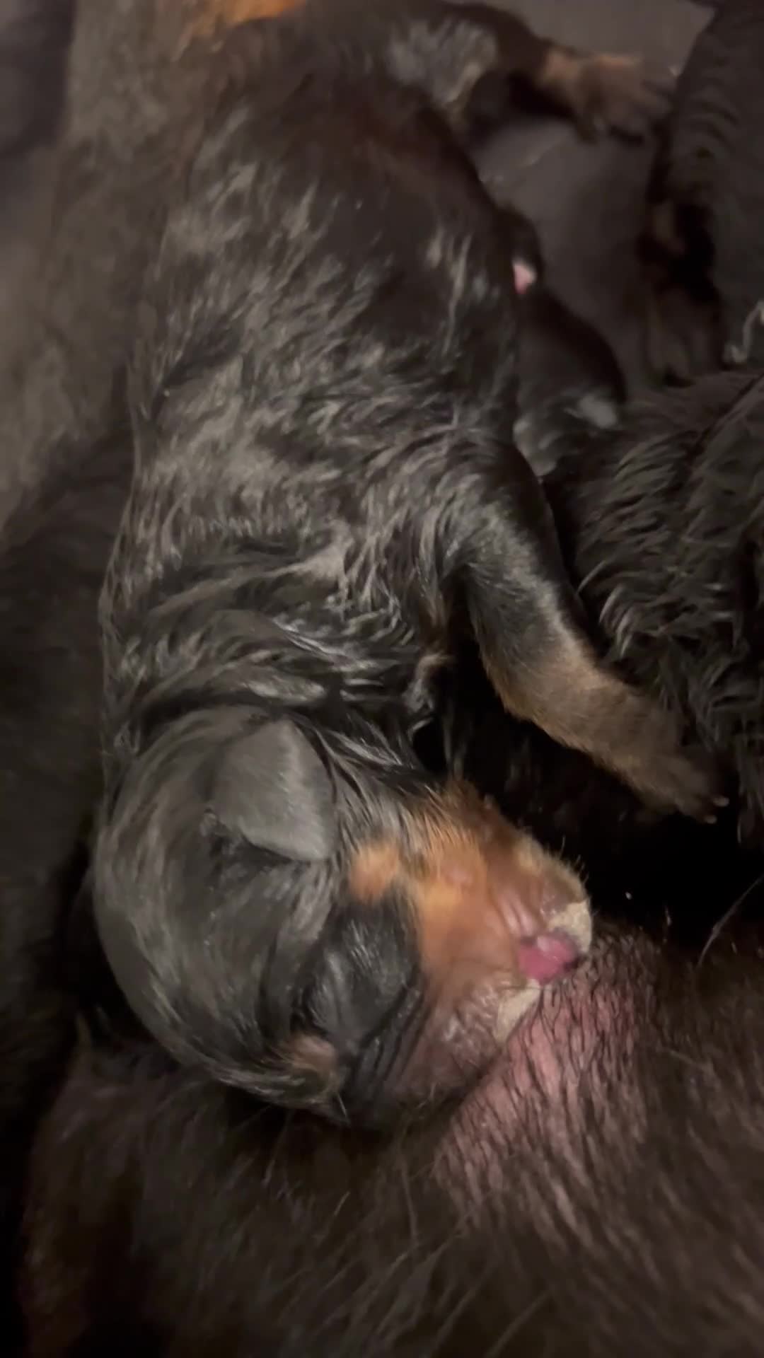 Rottweiler dogs for sale: Rottweiler pups ready to reserve.  - Video 3