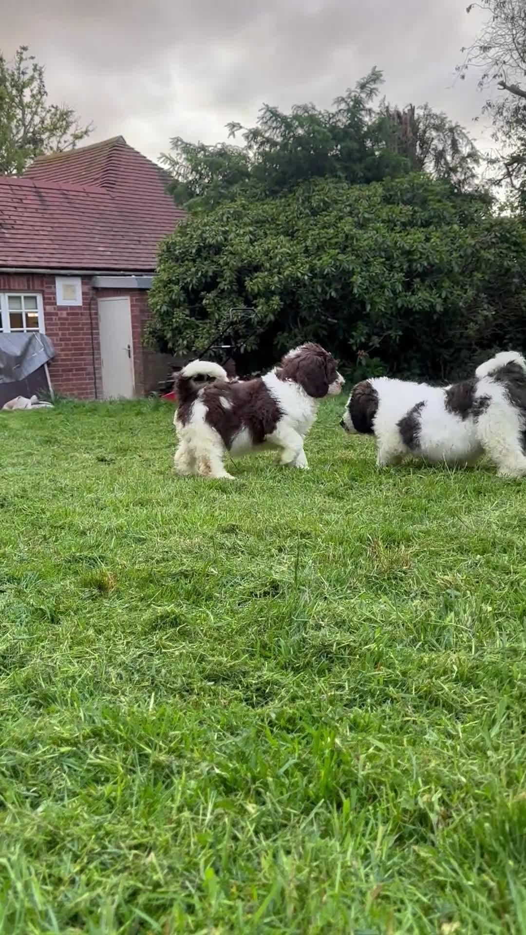 Saint Berdoodle dogs for sale: Premium St Berdoodle Puppies  - Video 1