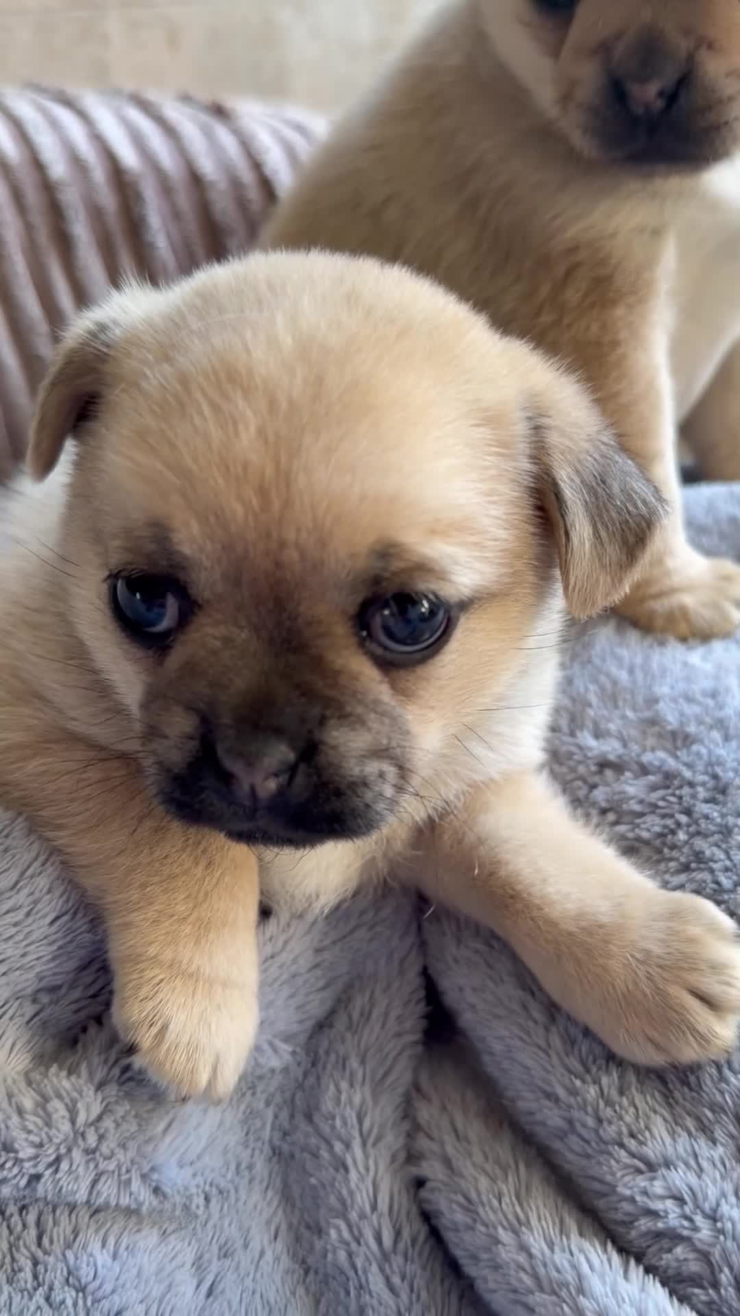 Pug dogs for sale: Pug x Pomeranian mixed breed puppies 🐕 - Video 2