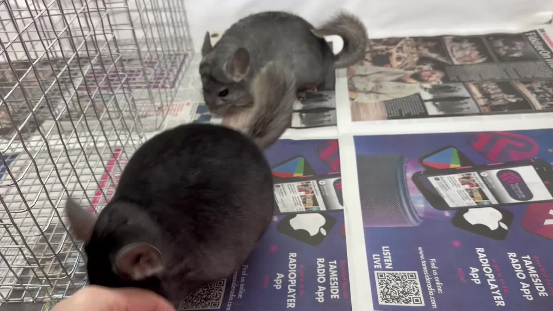 Chinchilla rodents for sale: Billy & Bobby, fabulous standard brothers, v.tame - Video 1