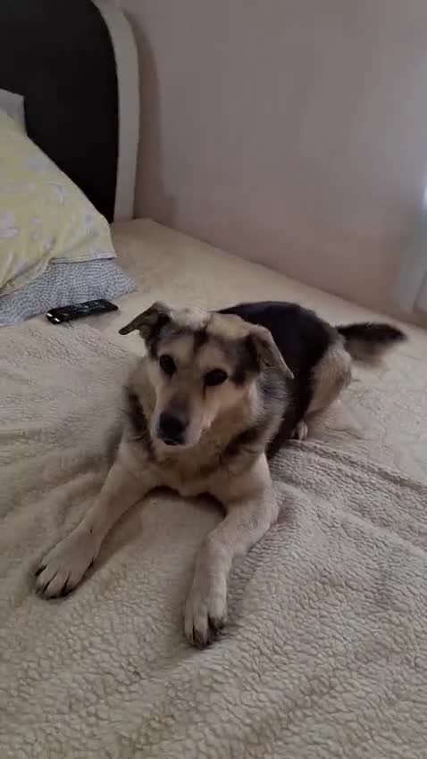 Mixed Breed dogs for adoption: Oldie but Goldie MAX needs a Loving Home - Video 4