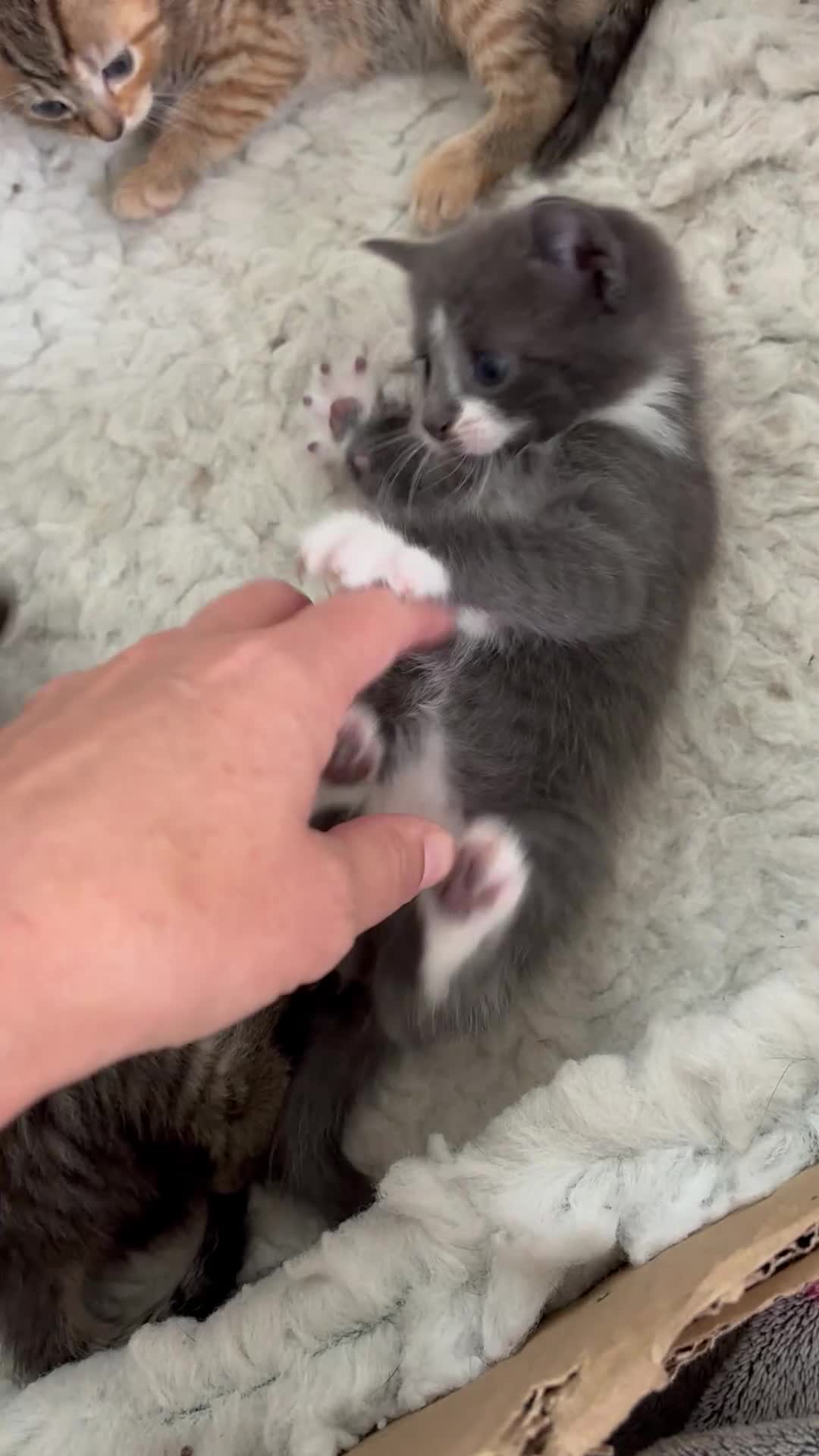 Mixed Breed cats for sale: Kittens ready this week. - Video 4