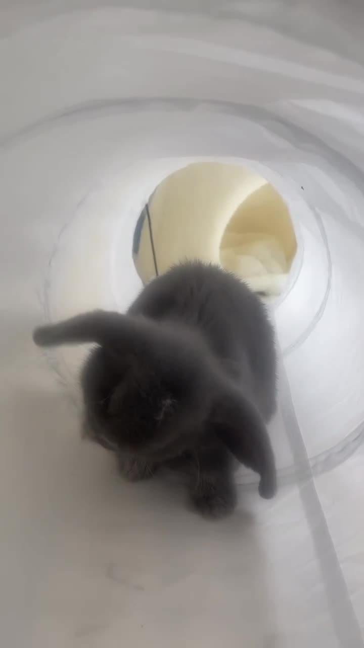 Mini Lop rabbits for sale: gorgeous mini lop girl for sale! - Video 1