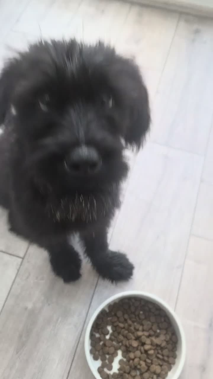 Giant Schnauzer dogs for sale: 7 Month old Giant Schnauzer  in London - Video 3