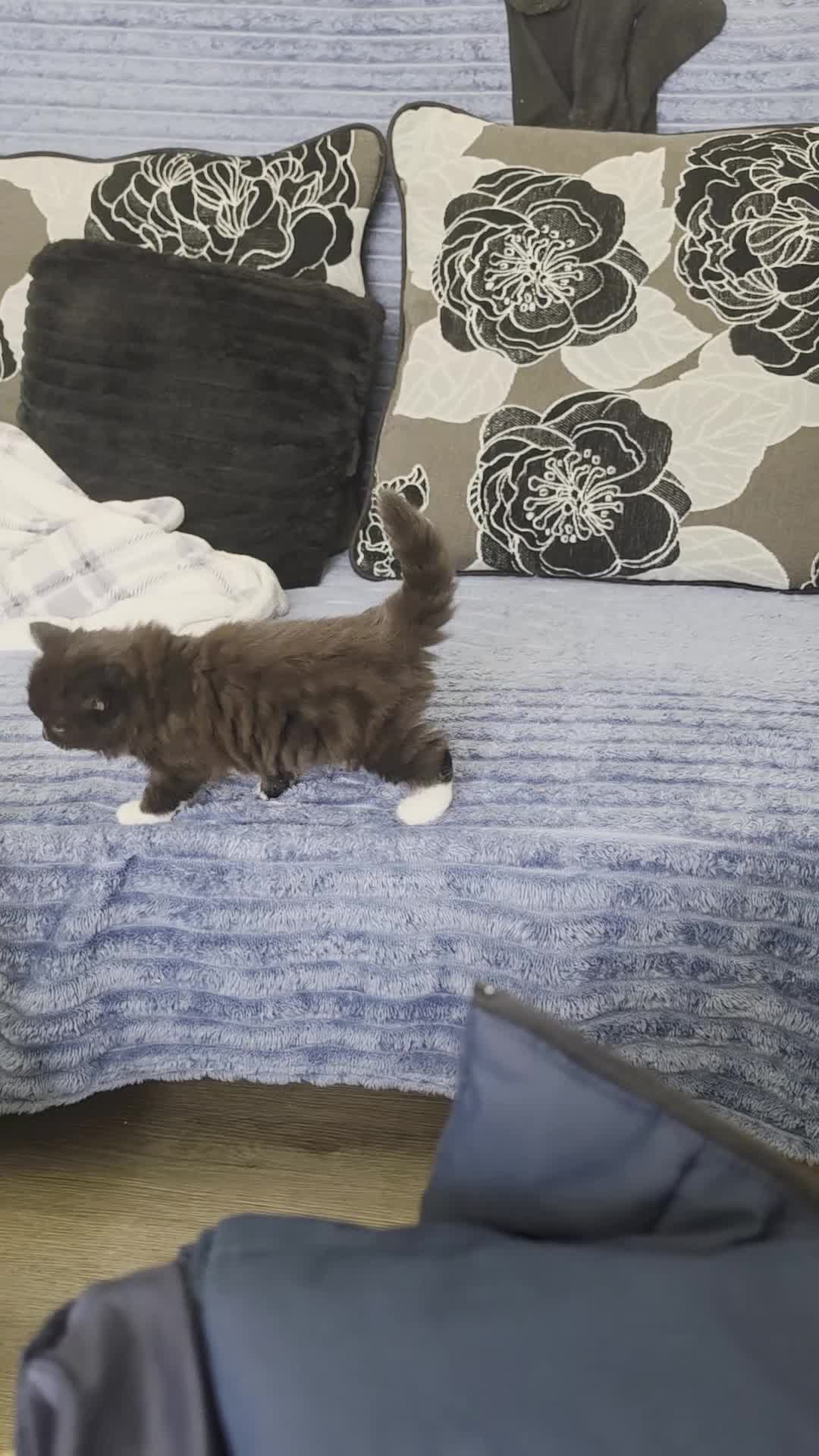 Mixed Breed cats for sale: I am looking for a new family.. - Video 2