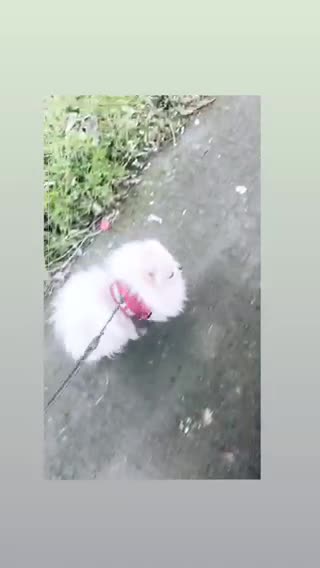 Pomeranian dogs for stud: Chaio Li Ya top champion lines stud dog kc reg in Ferryhill - Video 2