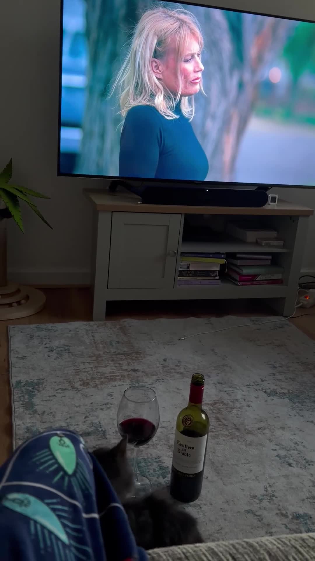 British Longhair cats for sale: 2 Male Kittens - Video 1