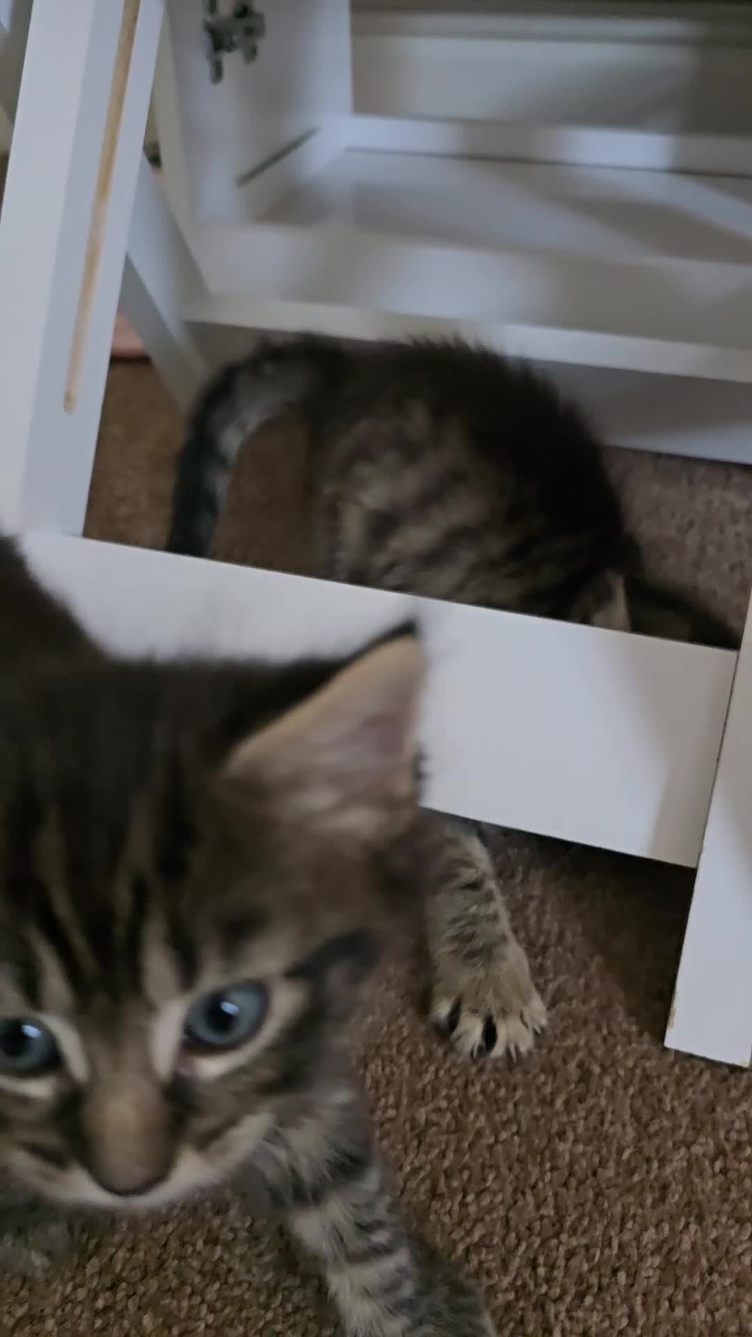 Maine Coon cats for sale: Maincoon  - Video 3