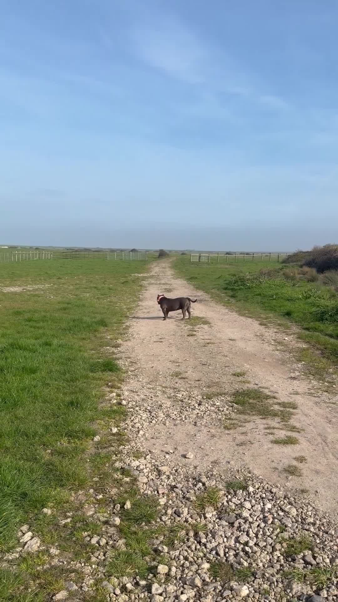 American Bully dogs for stud: American Bully Stud - Video 1