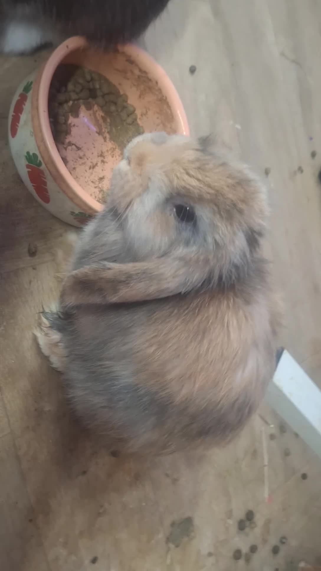 Mini Lop rabbits for sale: 4 beautiful mini lops ready to leave now. - Video 1