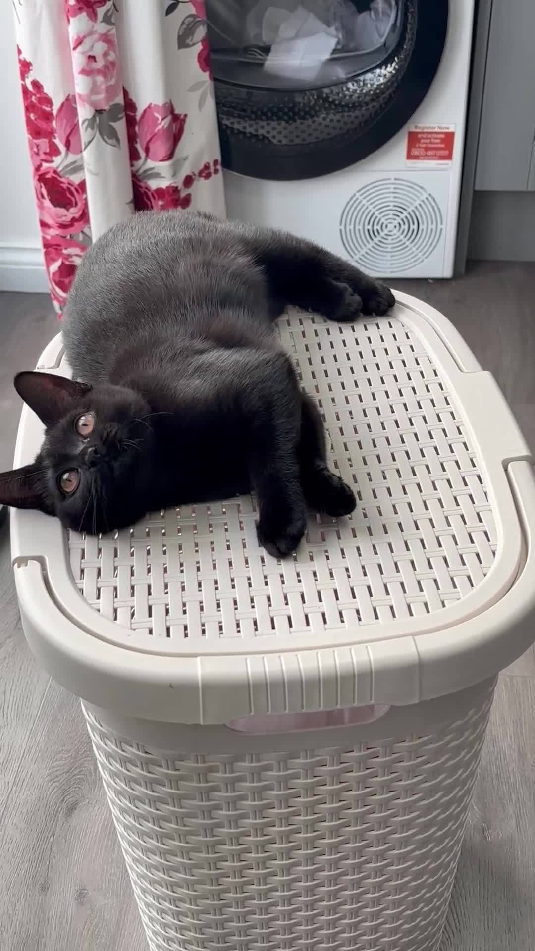 British Shorthair cats for sale: Beautiful Reg affectionate Black British shorthair - Video 2