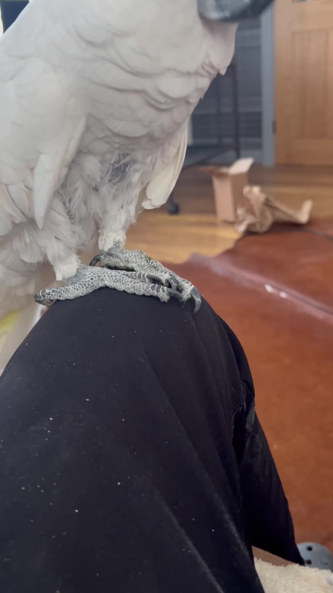 Cockatoo birds for sale: Jonny the cockatoo - Video 1