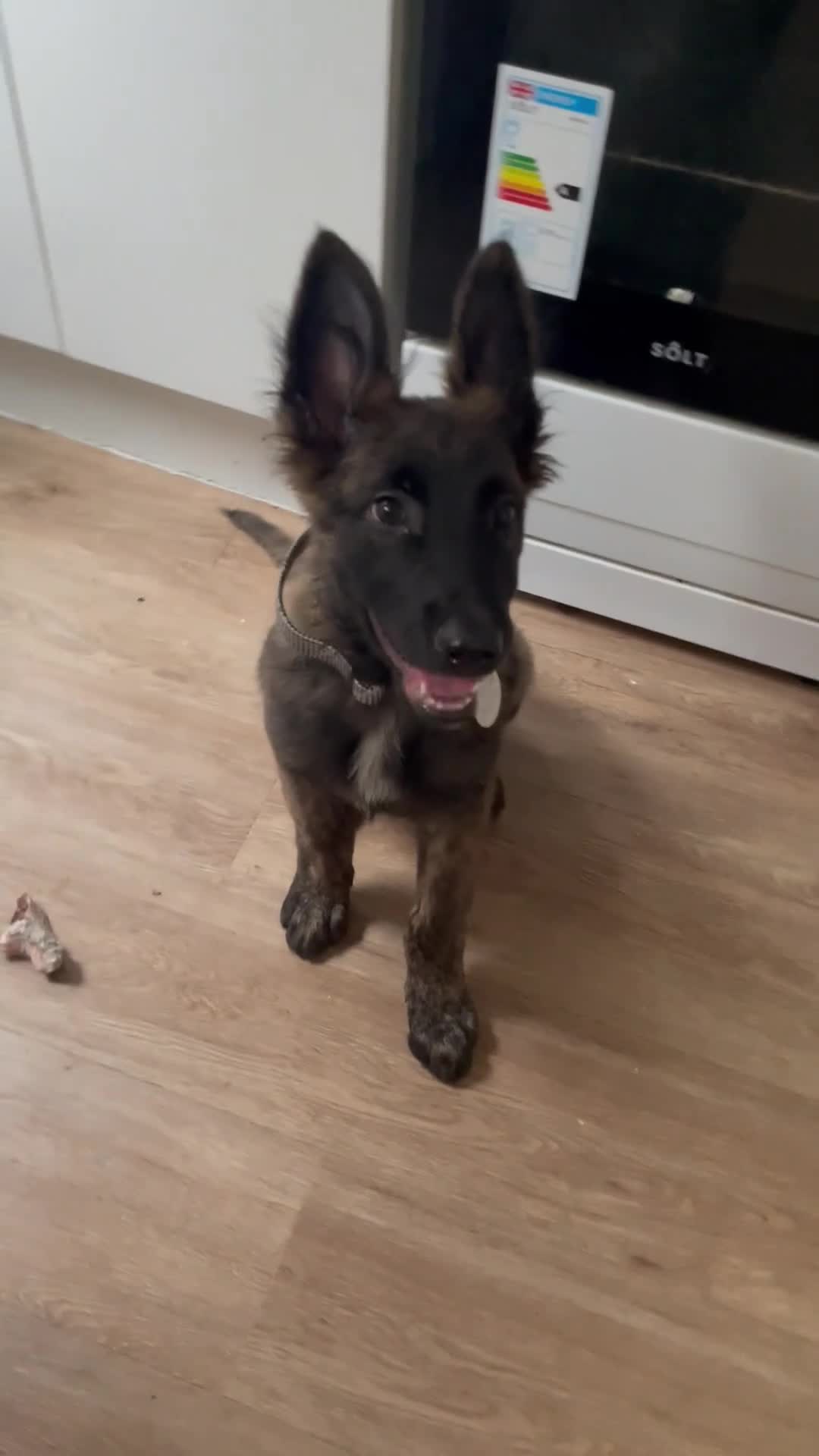 Belgian Shepherd Dog dogs for sale: Male Dutch sheperd - Video 1