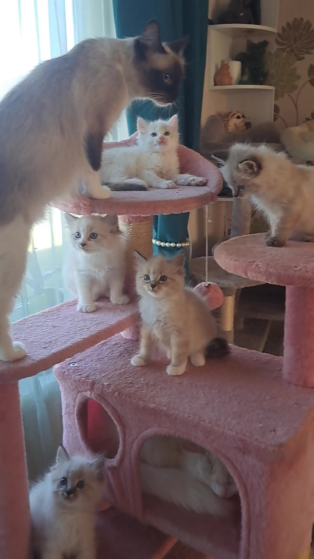 Ragdoll cats for sale: Asap.. 2 left beautiful boy - Video 1