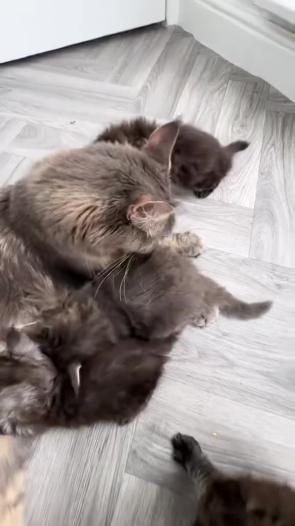 Maine Coon cats for sale: GCCF/TICA Blue/Black Maine Coon Kittens - Video 2