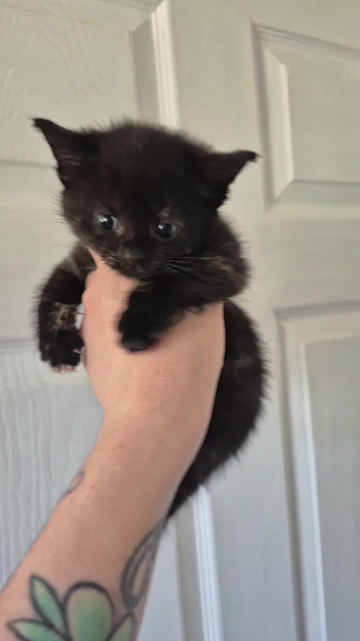 Mixed Breed cats for sale: Kittens - Video 1