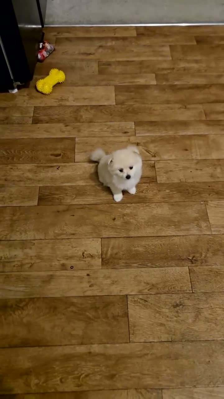 Pomchi dogs for sale: Little baby  - Video 1
