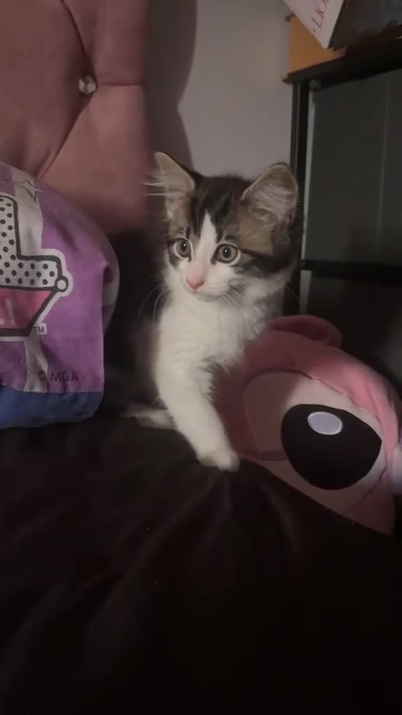 Mixed Breed cats for sale: Beautiful Fluffy Kitten in Leeds - Video 1