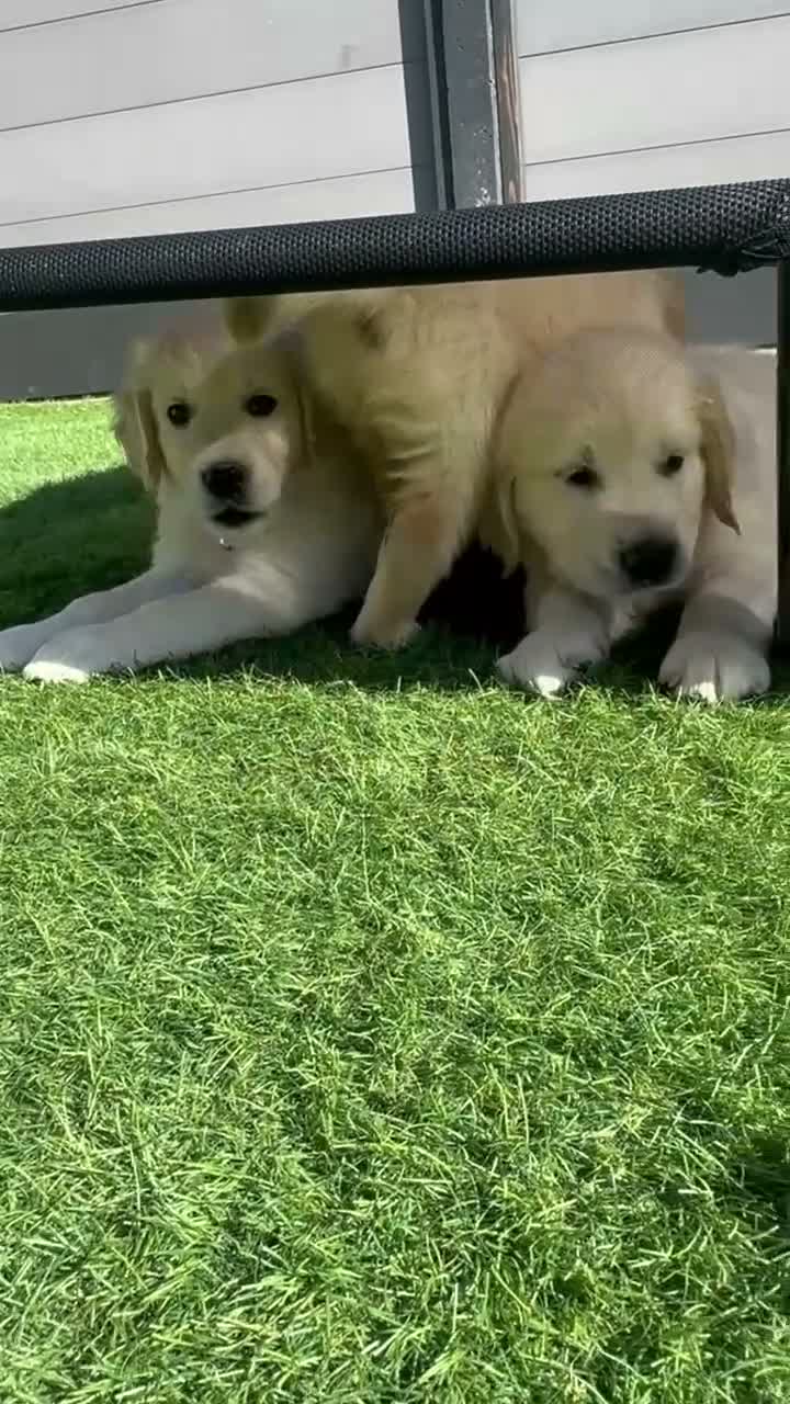 Golden Retriever dogs for sale: KC Registered Golden Retriever Puppies  - Video 3