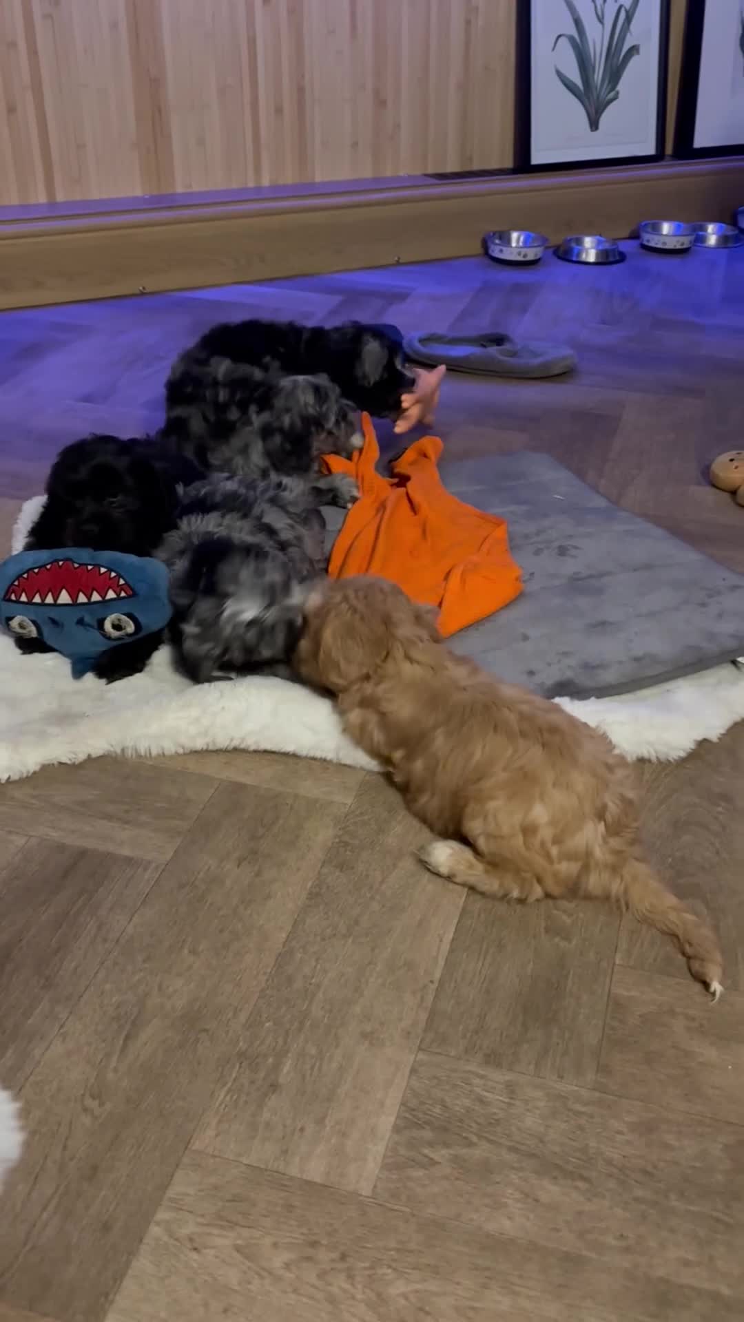 Cavapoo dogs for sale: Ready Now, F2 Teddy Bear Cavapoos Rare Blue Merle  - Video 3