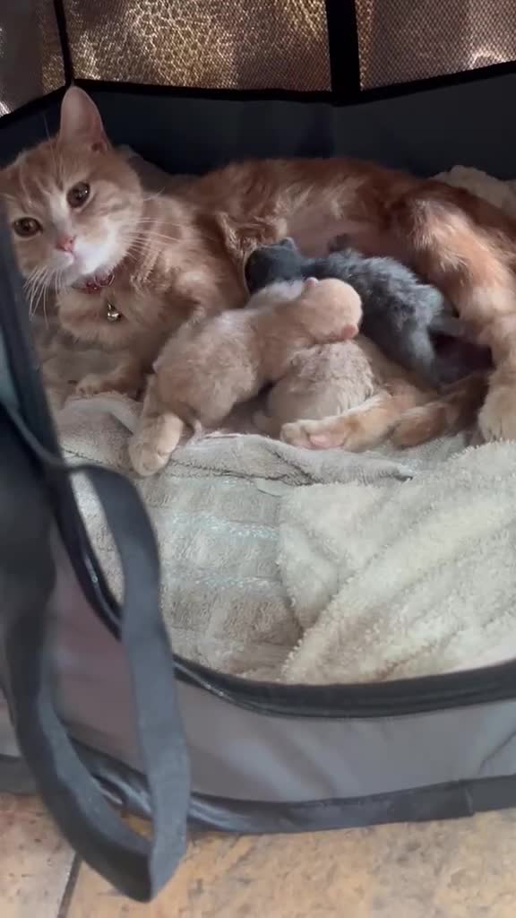 Mixed Breed cats for sale: 3 Rare coloured Fluffy kittens  in Birmingham - Video 1