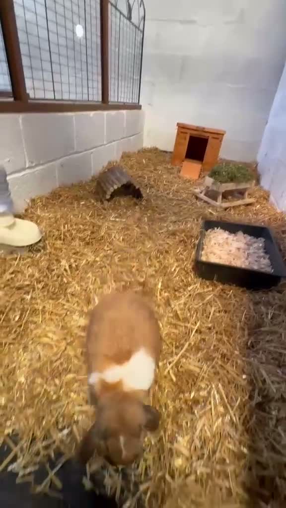 Mini Lop rabbits for sale: Super Friendly Broken Smoke Pearl Mini Lop Buck - Video 2