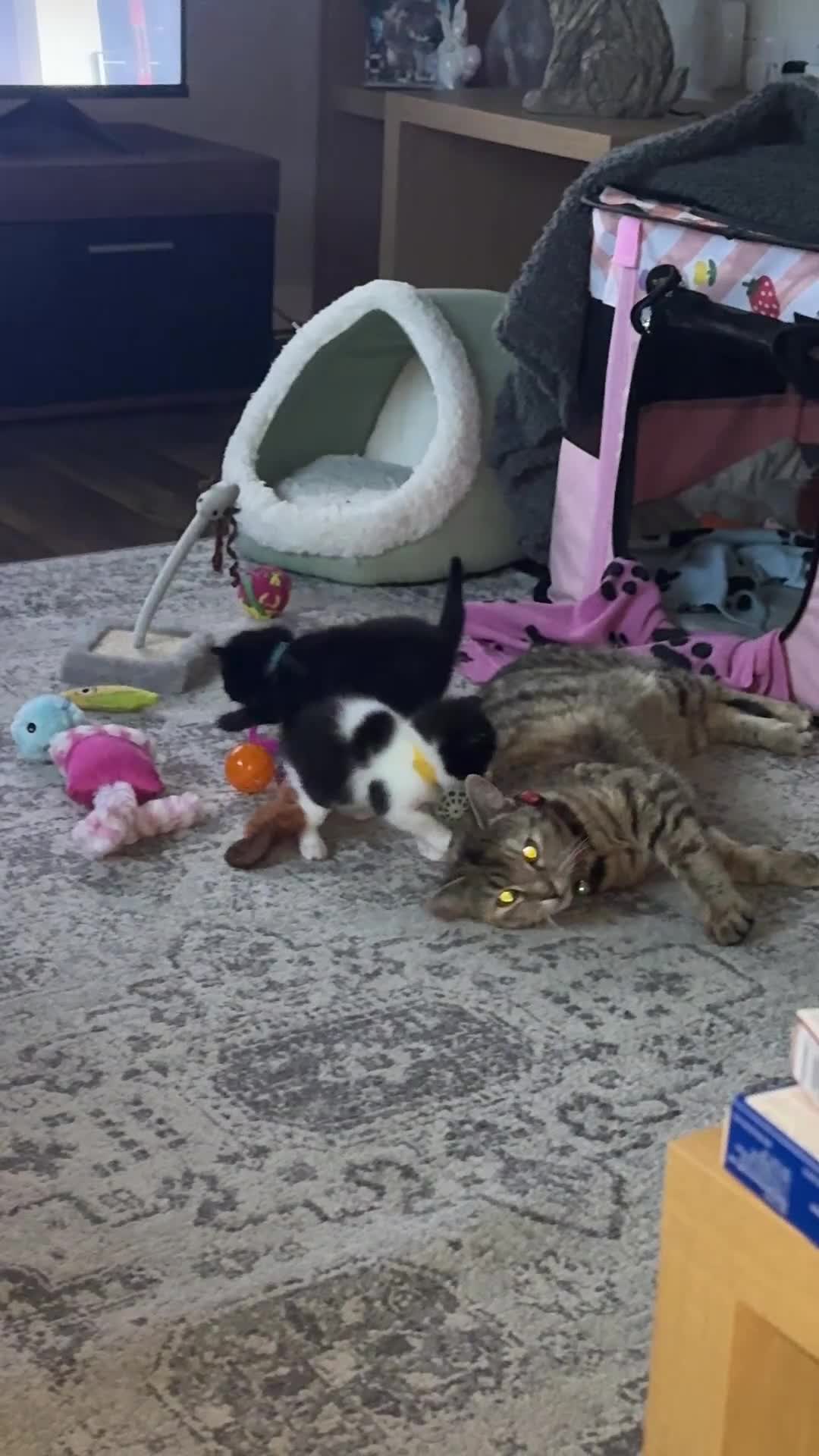 Domestic Shorthair cats for sale: Stunning little tabby/white girl kitten. - Video 3