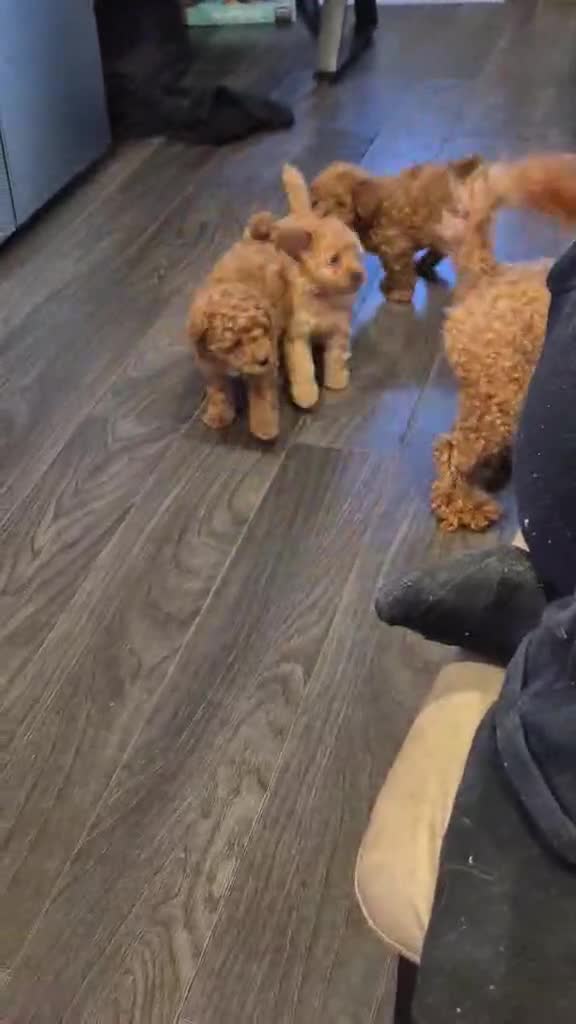 Toy Poodle dogs for sale: Toy poodles - Video 1