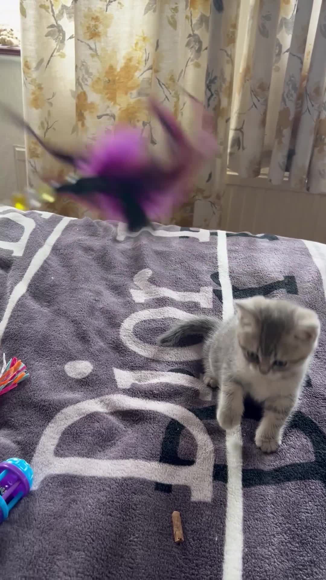 British Shorthair cats for sale: British shorthair kittens  - Video 4