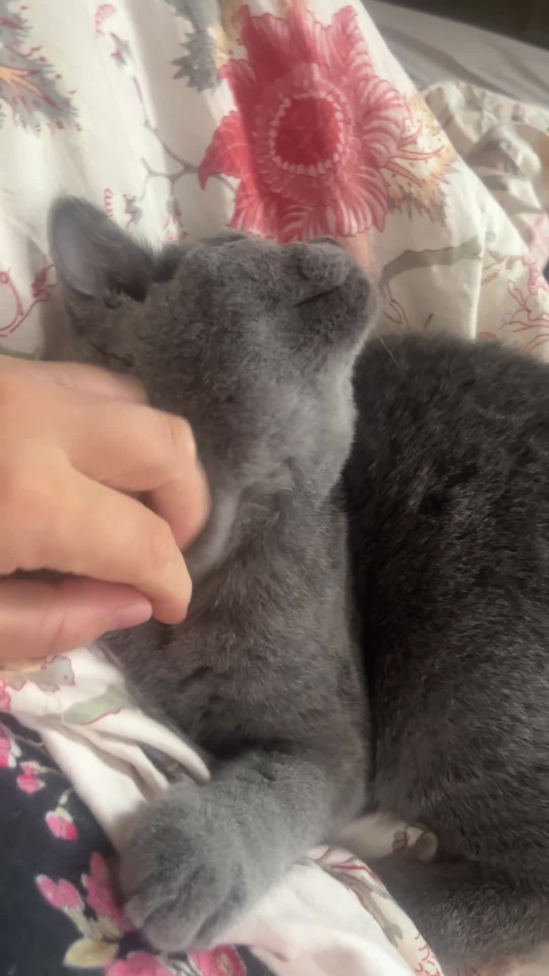 British Shorthair cats for sale: Champion lain kitts  - Video 1