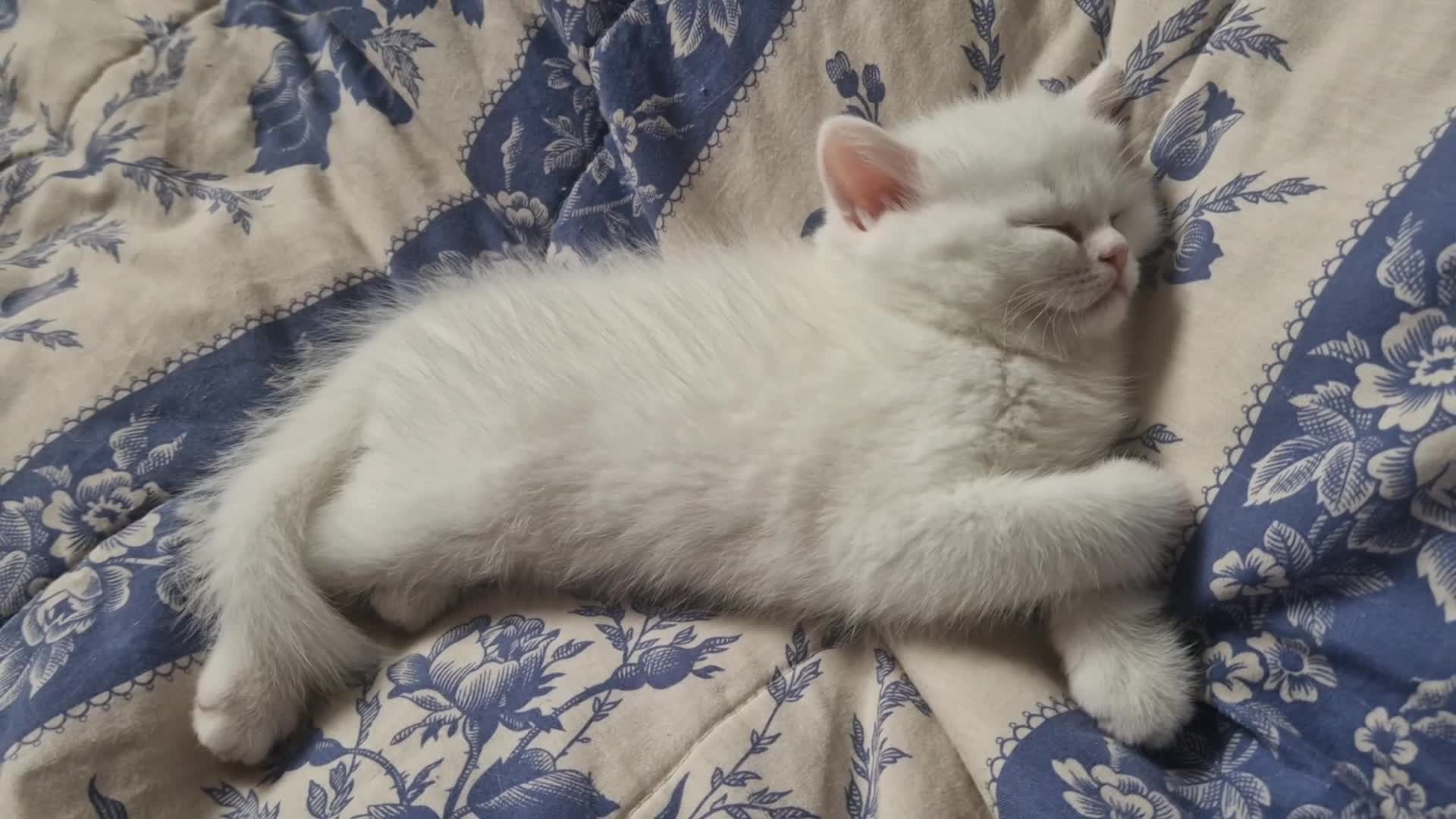 British Longhair cats for sale: British Shorthair.Pure white girl only left - Video 3