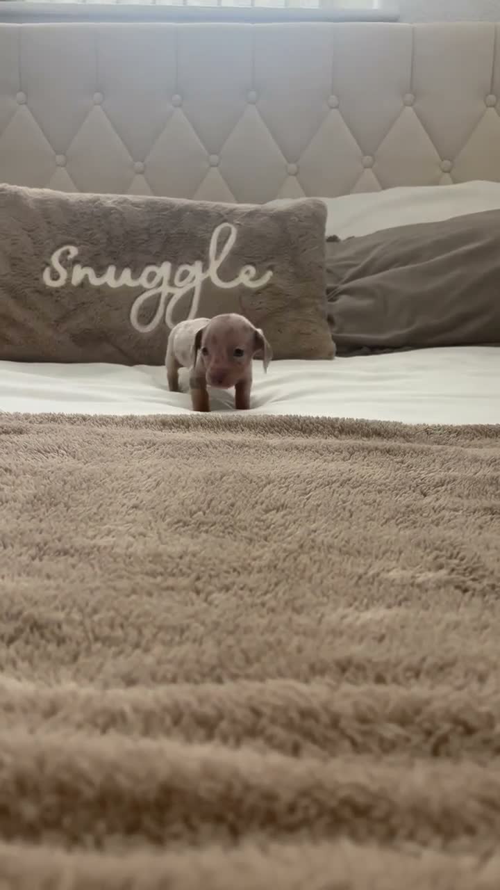 Miniature Dachshund dogs for sale: Miniature dachshunds - Video 1