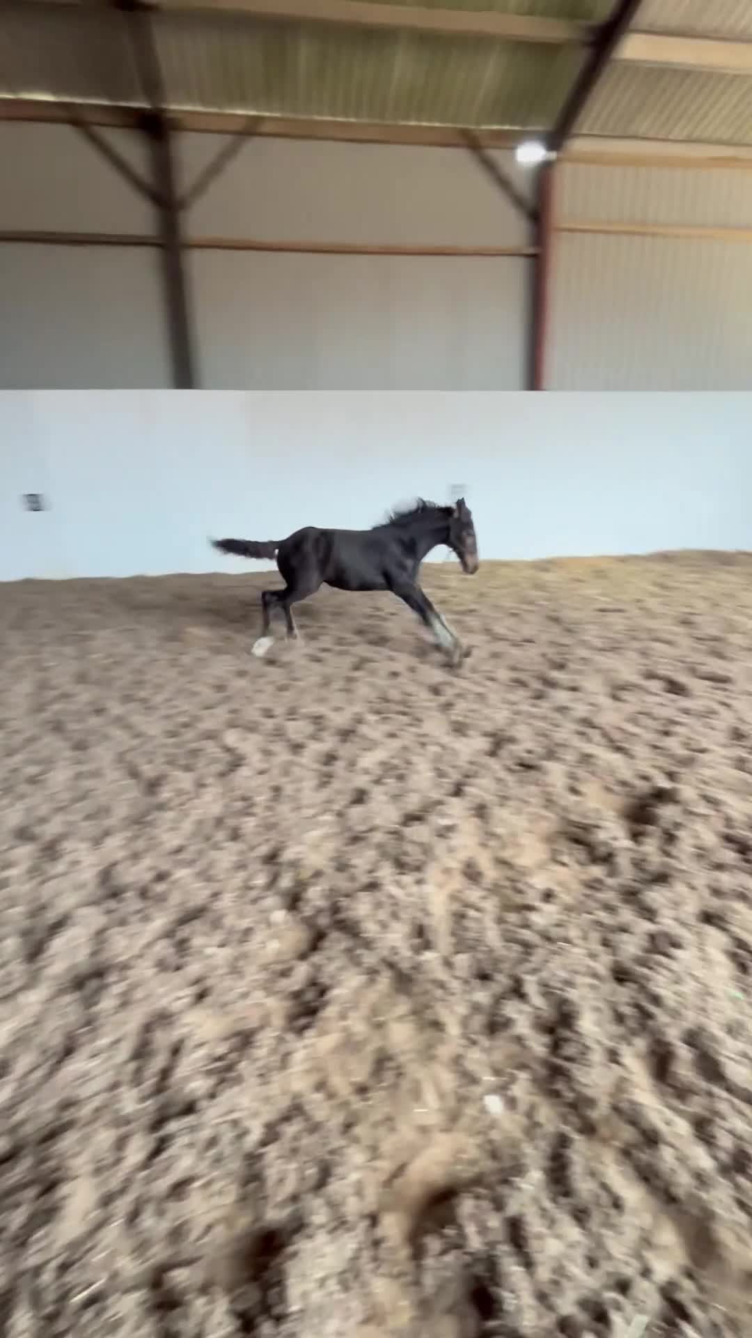 Friesian horses for sale: Gorgeous Friesian x Irish Draft  - Video 1